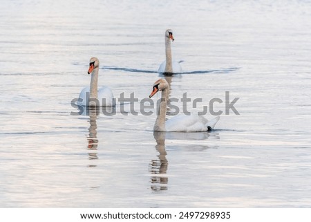 Similar – Image, Stock Photo Flock swans swims in the pond. Wintering of wild birds in the city. Survival of birds, nature care, ecology environment concept, fauna ecosystem