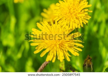 Similar – Image, Stock Photo dandelion Environment