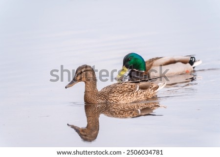 Similar – Image, Stock Photo Swimming mallard in the sunshine