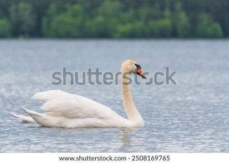 Similar – Foto Bild Spiegelung 1. Ein Schwan alleine im dunklem Wasser. Er reflektiert sich. Nur ein paar Blätter schwimmen auf dem Wasser.