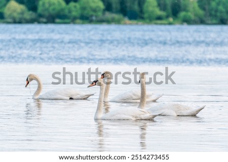 Similar – Image, Stock Photo Flock swans swims in the pond. Wintering of wild birds in the city. Survival of birds, nature care, ecology environment concept, fauna ecosystem