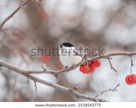 Similar – Image, Stock Photo tit on a branch in the forest