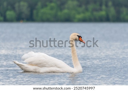 Similar – Foto Bild Spiegelung 1. Ein Schwan alleine im dunklem Wasser. Er reflektiert sich. Nur ein paar Blätter schwimmen auf dem Wasser.