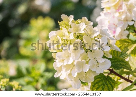 Similar – Image, Stock Photo Hydrangea Environment