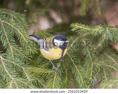 Similar – Image, Stock Photo A little bird on the spiked fence