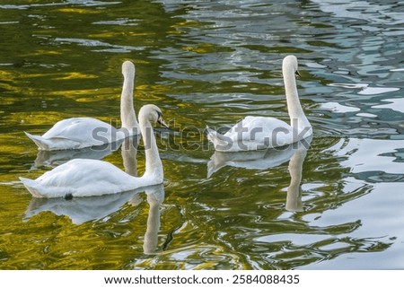 Similar – Image, Stock Photo Flock swans swims in the pond. Wintering of wild birds in the city. Survival of birds, nature care, ecology environment concept, fauna ecosystem