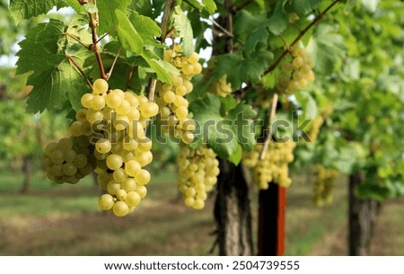 Similar – Image, Stock Photo Harvest time! Food Fruit