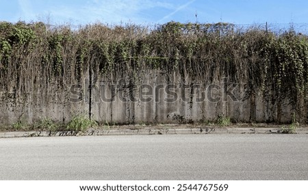 Similar – Image, Stock Photo weeds Wall (barrier)