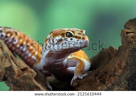 Leopard gecko lizard close-up on branch Stock fotó © 