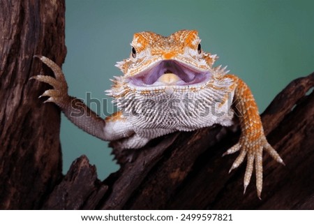 Similar – Image, Stock Photo bearded dragons Nature