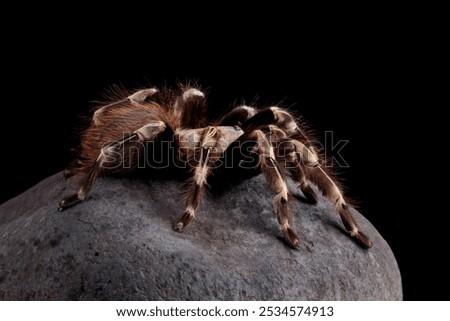 Similar – Image, Stock Photo Insect on hairy knee. To sting or not to sting, that is the question here.