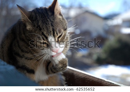 Cat cleaning herself while sitting on balcony