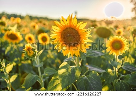 Similar – Image, Stock Photo Sunflower field at sunset