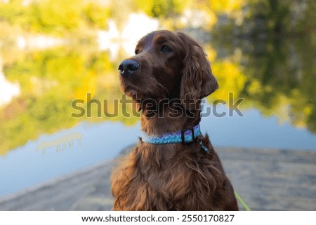 Similar – Foto Bild Niedlichen Hund auf Pier in der Nähe von Meer