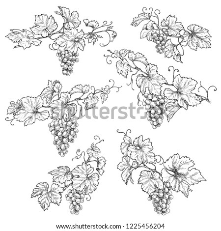 Hand drawn grape branches isolated on white background. Grapes bunch and leaf vector sketch. Black and white floral illustration. 