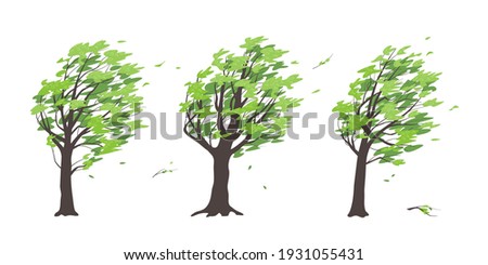 Set of old trees with dark trunks and green leaves isolated on white background. Deciduous tree in blowing wind, windy weather, plants during a storm. Simple vector illustration in flat cartoon style.