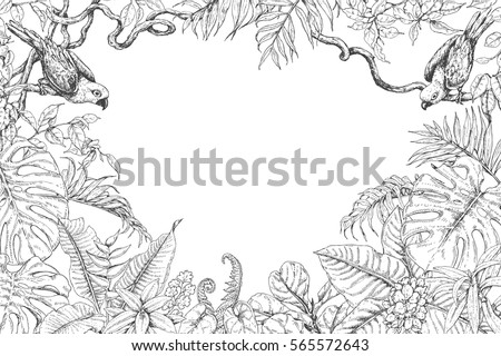 Hand Drawn Branches And Leaves Of Tropical Plants Monochrome Rectangle Horizontal Floral Frame With Birds