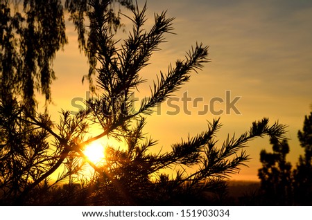 Silhouette Tree against Golden Oramge Warm Sky