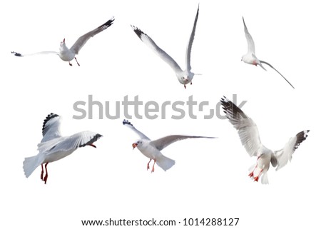 Similar – Image, Stock Photo #AS# flying away Seagull