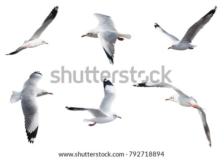 Image, Stock Photo #AS# flying away Seagull