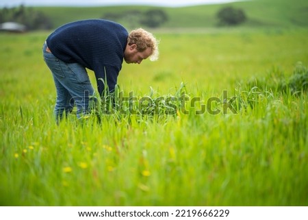 soil scientist agronomist farmer looking at pasture and grass in a field in spring. looking at growth of plants and soil health Photo stock © 