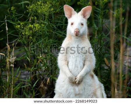 Similar – Image, Stock Photo Albino wallaby albino cute