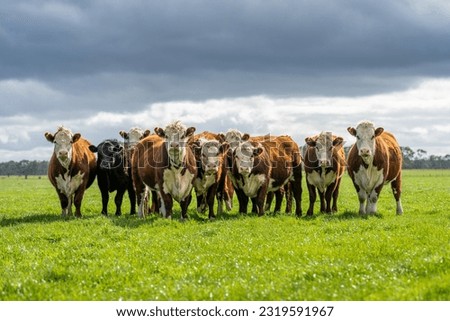 Similar – Image, Stock Photo Herd of cattle with calves on a road