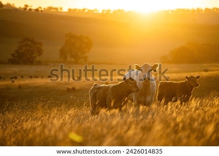 Similar – Image, Stock Photo herd of cows Food Meat