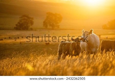 Similar – Foto Bild Kuh auf der Weide Tier