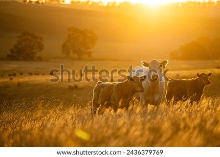 Similar – Image, Stock Photo Herd of cows on countryside farm