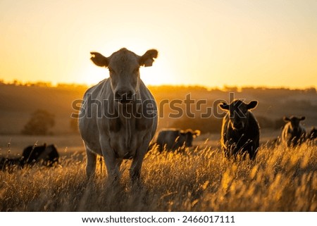 Similar – Image, Stock Photo Herd of cattle with calves on a road