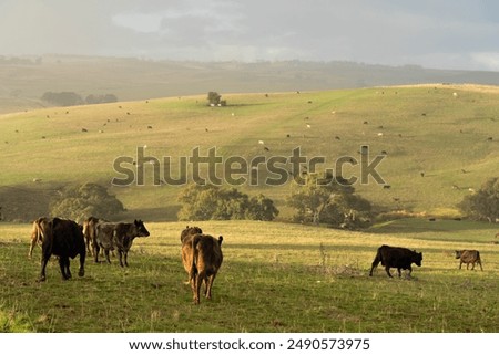 Similar – Image, Stock Photo Cow grazing on the grass