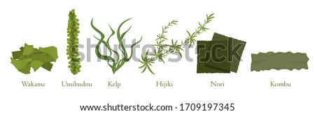 Cartoon seaweed set vector graphic illustration. Collection of natural algae marine plant colorful eat isolated on white background. Traditional japanese cookery food