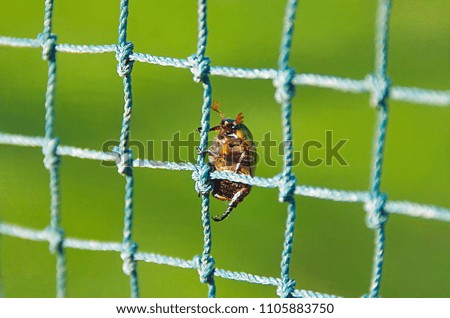 Similar – Image, Stock Photo lonesome beetle Insect