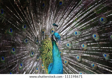 Portrait of beautiful peacock with feathers fanning out .