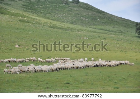 The flock of sheep on the hill pasture in Hohhot,Inner Mongolia,North China.