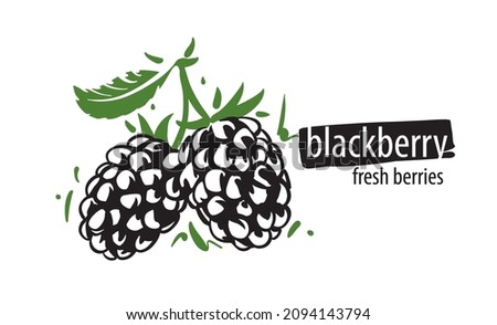 Drawn vector blackberry on a white background