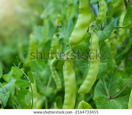 Green pea vegetables in the garden. Close-up of fresh peas and pea pods. Organic and vegan food. Selective focus shot of pea plants in the garden. Zdjęcia stock © 