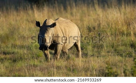 White Rhinoceros ( Ceratotherium simum) Pilanesberg Nature Reserve, South Africa Foto stock © 