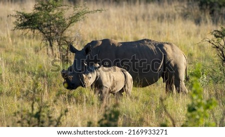 White Rhinoceros ( Ceratotherium simum) Pilanesberg Nature Reserve, South Africa Foto stock © 