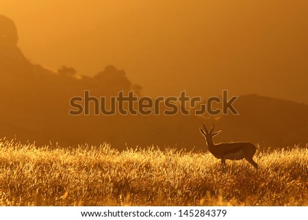 Springbok (springbuck) at sunset in grass with mountains in background, Golden Gate National Park, South Africa