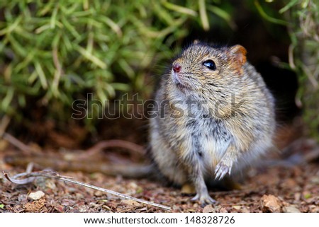 Field mouse sniffing the air from ground while standing on one leg, Mountain Zebra National Park, South Africa