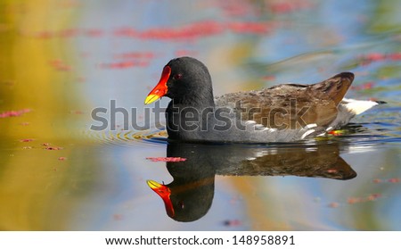 Common moorhen swimming on colorful water portrait