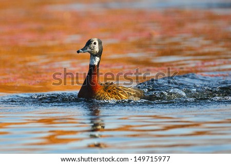 White faced duck landing in water at Marievale, South Africa