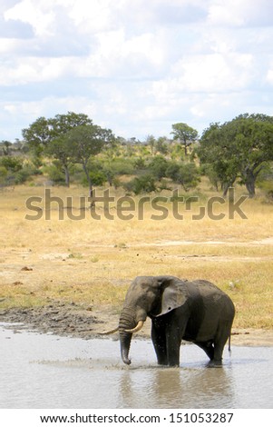 African elephant bathing in dam with bush in background, Kruger National Park, South Africa