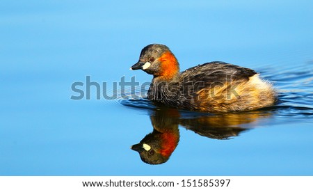 Little grebe swimming on calm blue water with reflection and ripples, Marievale, South Africa