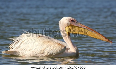 Great white pelican floating on water side-on portrait, West Coast, South Africa