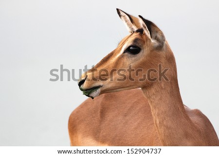Face of female impala with green algae pollution on mouth staring sideways portrait, Kruger National Park, South Africa