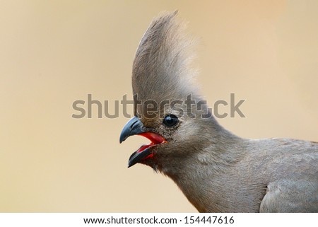 Grey turaco (aka go away bird) calling portrait, South Africa
