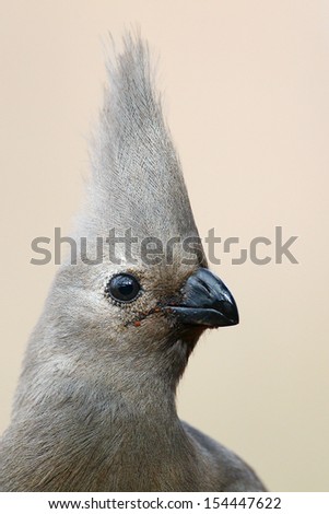 Grey turaco (aka go away bird) face portrait, South Africa